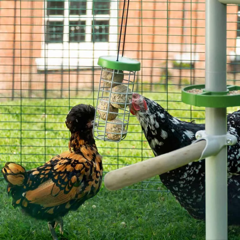 The Eggcercise Kit | PoleTree